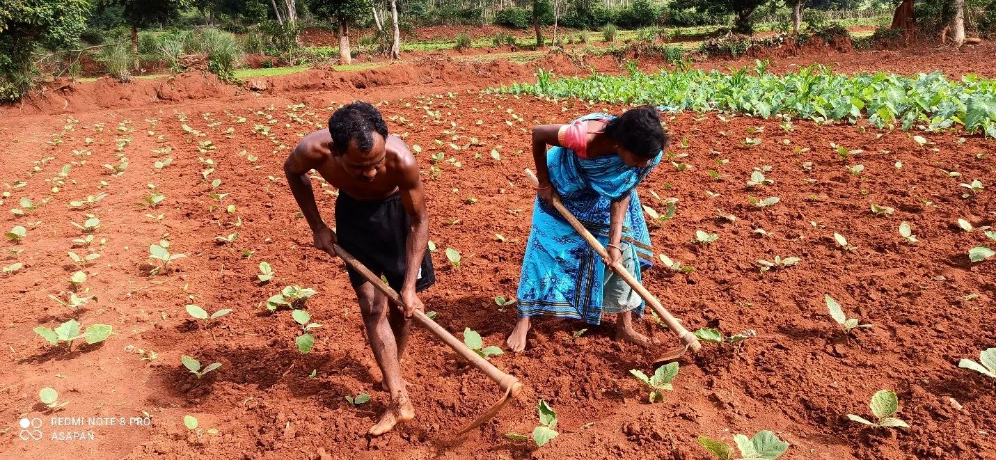 A farming couple hoeing red soil between vegetable seedlings in Koraput